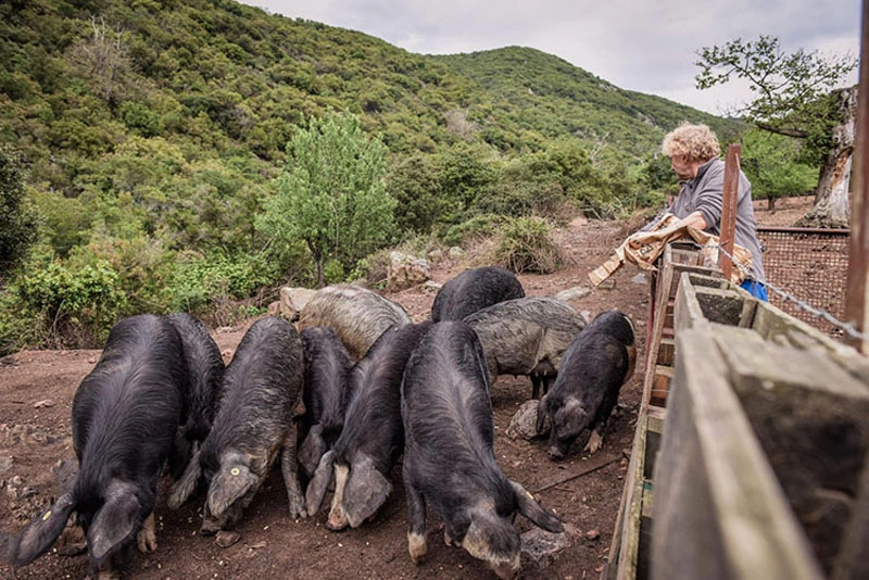 Elevage traditionnel fermier 